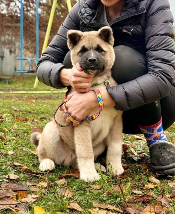 Senator American Akita Senator American Akita