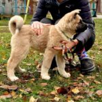 Senator-male-American-Akita-puppy-for-sale-2