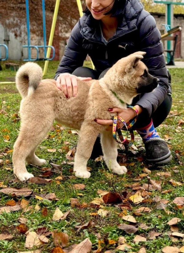 Senator American Akita Senator American Akita