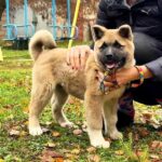 Senator-male-American-Akita-puppy-for-sale-3