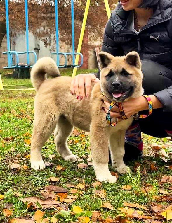 Senator American Akita Senator American Akita