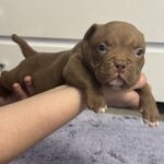 Senior-male-American-Bully-puppy-for-sale-1