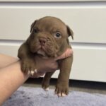Senior-male-American-Bully-puppy-for-sale-2