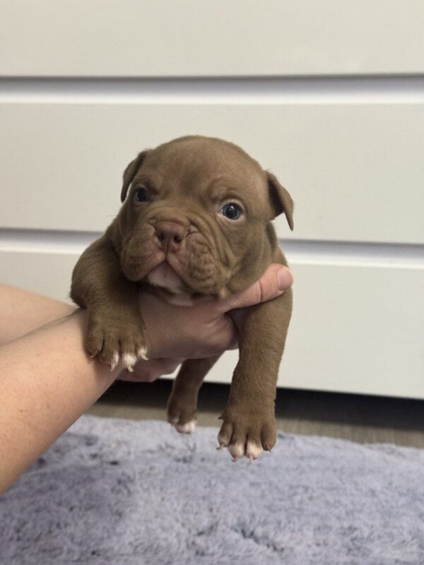 Senior American Bully Senior American Bully