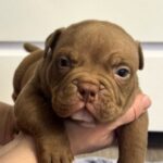 Senior-male-American-Bully-puppy-for-sale-3