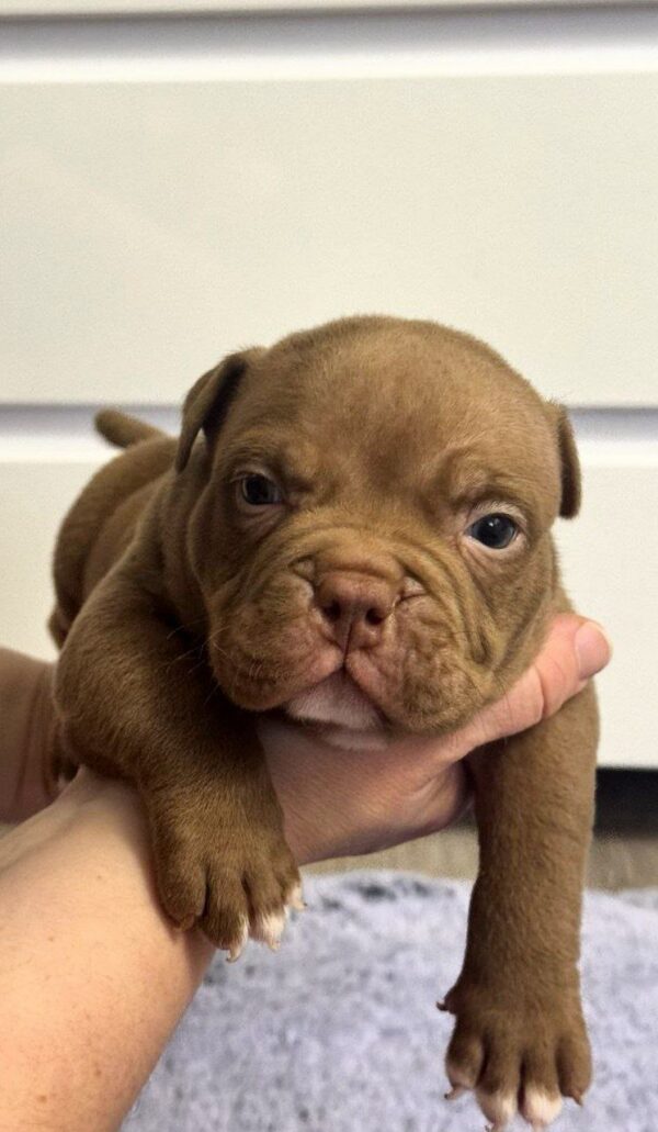 Senior American Bully Senior American Bully