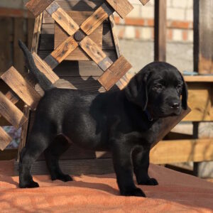 Serge Labrador Retriever