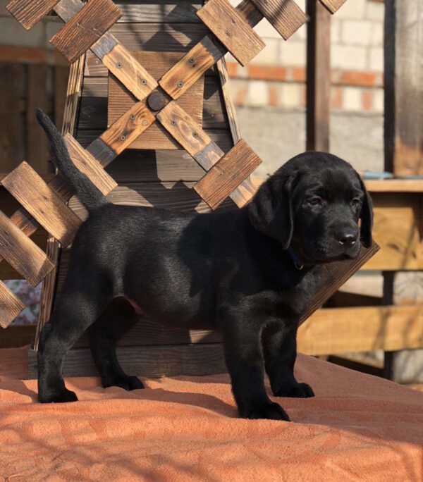 Serge Labrador Retriever