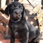 Serge-male-labrador-retrive-puppy-for-sale-1 (2)