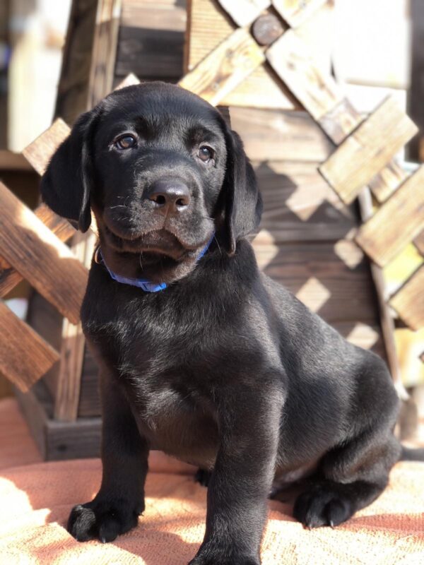 Serge Labrador Retriever