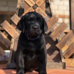 Serge-male-labrador-retrive-puppy-for-sale-1 (3)
