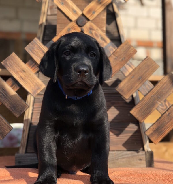 Serge Labrador Retriever