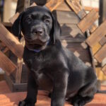 Serge-male-labrador-retrive-puppy-for-sale-1 (4)