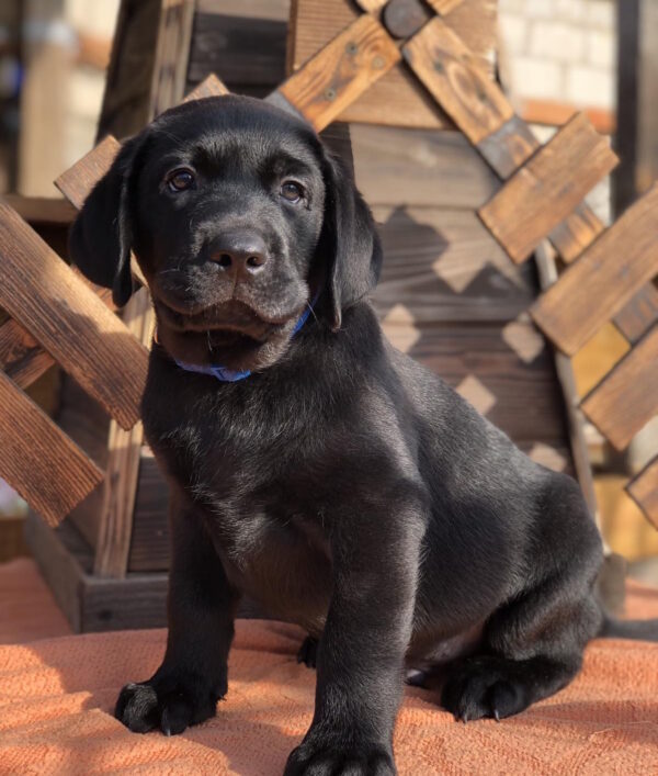 Serge Labrador Retriever