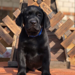 Serge Labrador Retriever