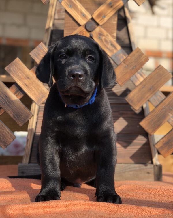 Serge Labrador Retriever