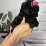 Severina-female-toy-poodle-puppy-for-sale-1 (1)