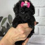 Severina-female-toy-poodle-puppy-for-sale-1 (2)