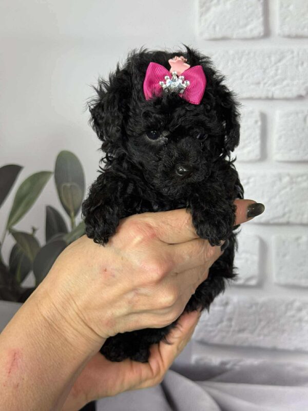 Severina Toy Poodle Severina Toy Poodle