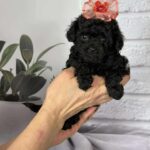 Severina-female-toy-poodle-puppy-for-sale-1 (3)