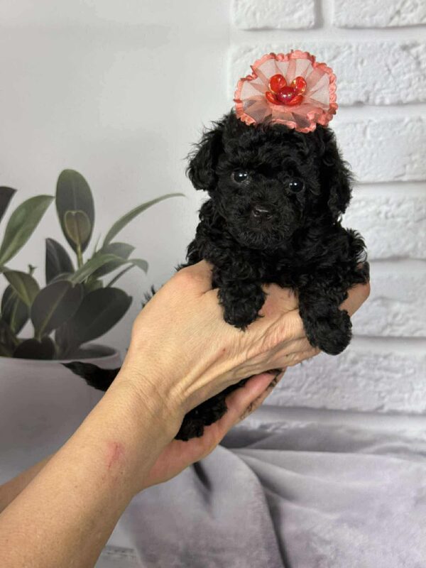 Severina Toy Poodle Severina Toy Poodle