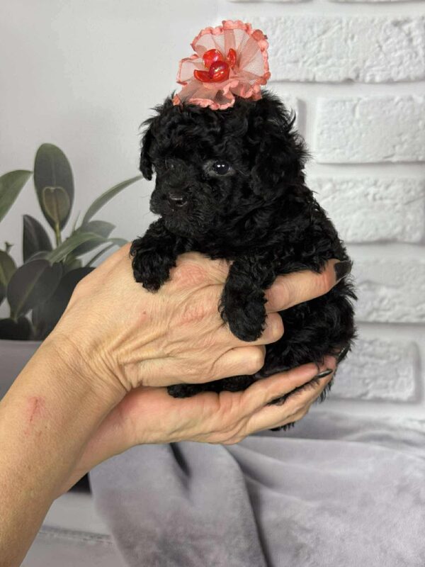 Severina Toy Poodle Severina Toy Poodle