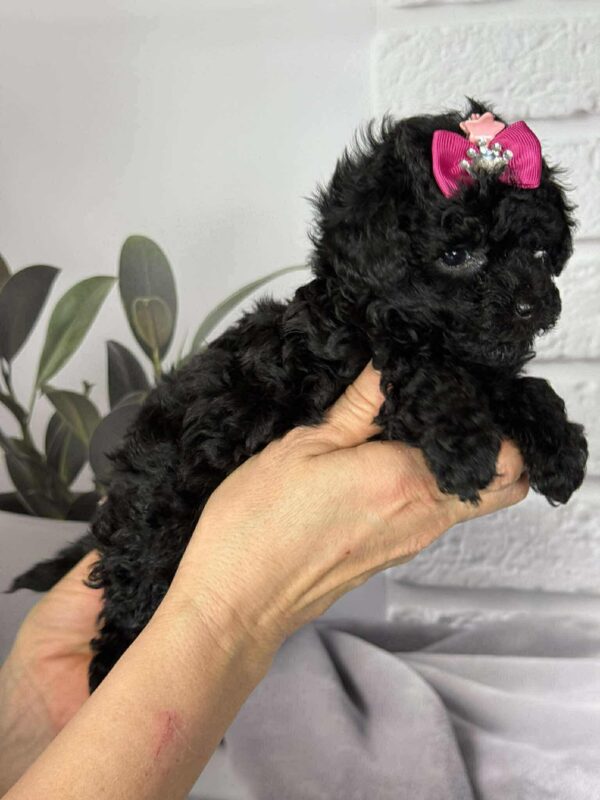 Severina Toy Poodle Severina Toy Poodle
