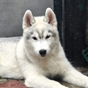 Severus Siberian Husky Severus Siberian Husky