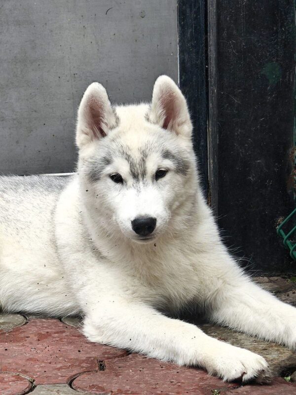 Severus Siberian Husky Severus Siberian Husky