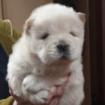 Shabo-male-chow-chow-puppy-for-sale-1 (1)