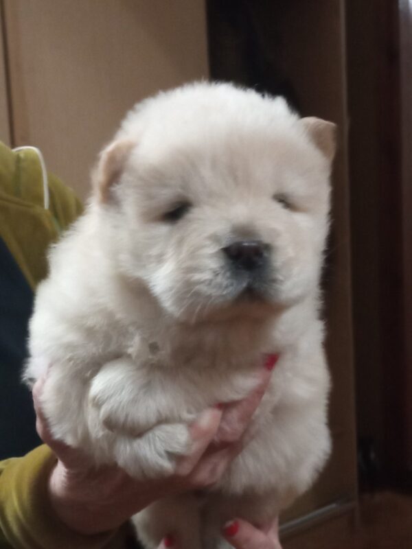 Shabo Chow-Chow Shabo Chow-Chow