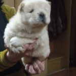 Shabo-male-chow-chow-puppy-for-sale-1 (2)