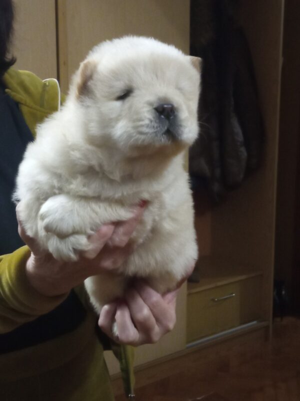 Shabo Chow-Chow Shabo Chow-Chow