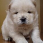 Shabo-male-chow-chow-puppy-for-sale-1 (3)