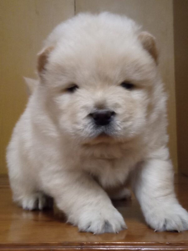 Shabo Chow-Chow Shabo Chow-Chow