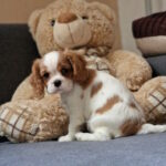 Shaina-female-Cavalier-King-Charles-Spaniel-puppy-for-sale-1 (1)