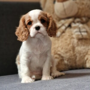 Shaina Cavalier King Charles Spaniel Shaina Cavalier King Charles Spaniel