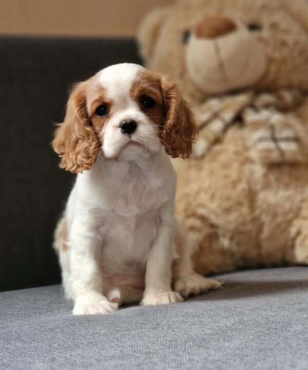 Shaina Cavalier King Charles Spaniel Shaina Cavalier King Charles Spaniel