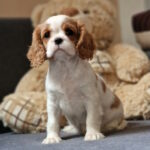 Shaina-female-Cavalier-King-Charles-Spaniel-puppy-for-sale-1 (3)