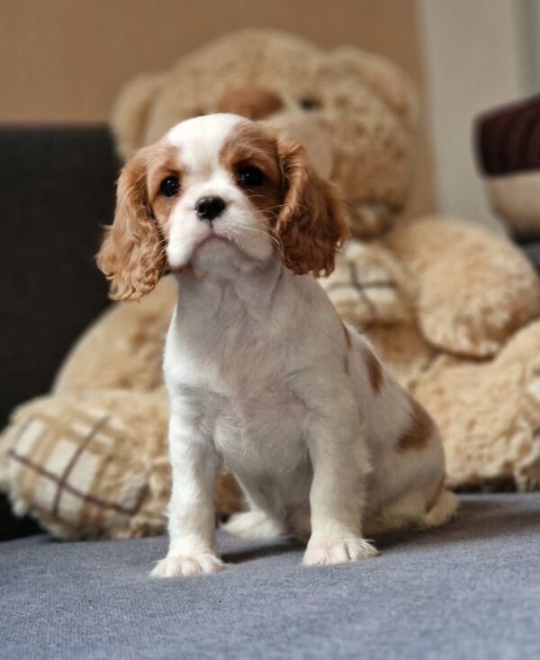 Shaina Cavalier King Charles Spaniel Shaina Cavalier King Charles Spaniel