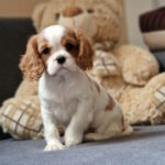 Shaina-female-Cavalier-King-Charles-Spaniel-puppy-for-sale-1 (4)