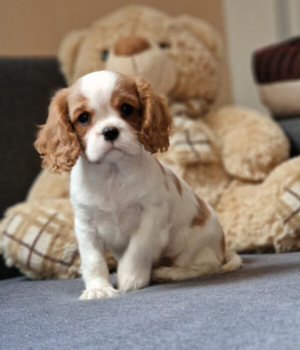 Shaina Cavalier King Charles Spaniel Shaina Cavalier King Charles Spaniel