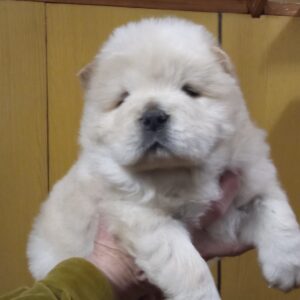 Shaman Chow-Chow Shaman Chow-Chow