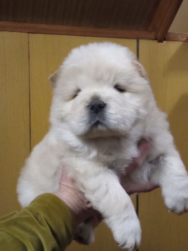 Shaman Chow-Chow Shaman Chow-Chow