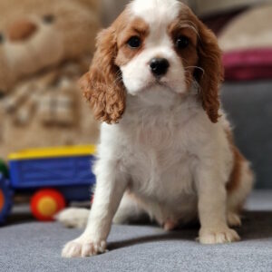 Shane Cavalier King Charles Spaniel