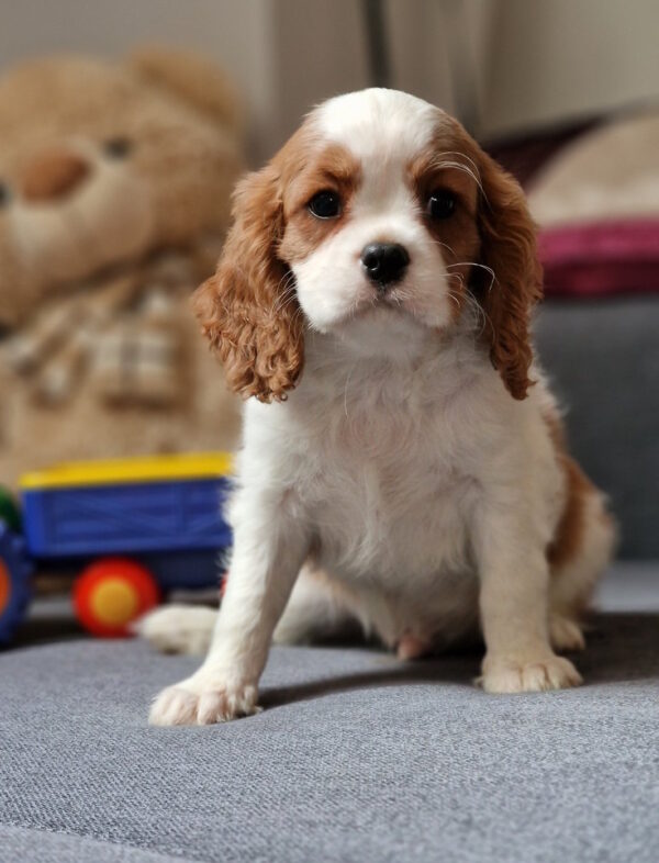 Shane Cavalier King Charles Spaniel Shane Cavalier King Charles Spaniel