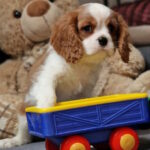 Shane-male-Cavalier-King-Charles-Spaniel-puppy-for-sale-1 (2)