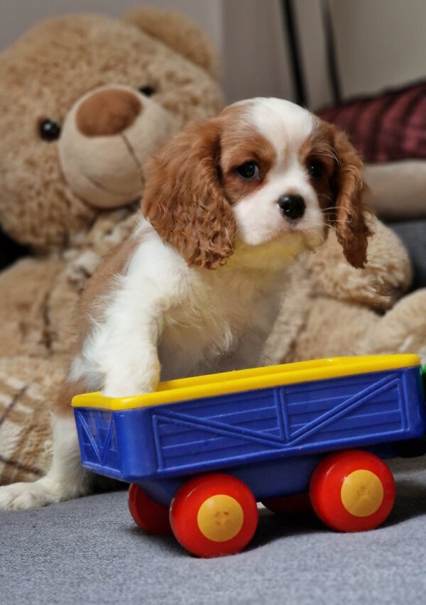Shane Cavalier King Charles Spaniel Shane Cavalier King Charles Spaniel