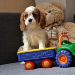 Shane-male-Cavalier-King-Charles-Spaniel-puppy-for-sale-1 (3)