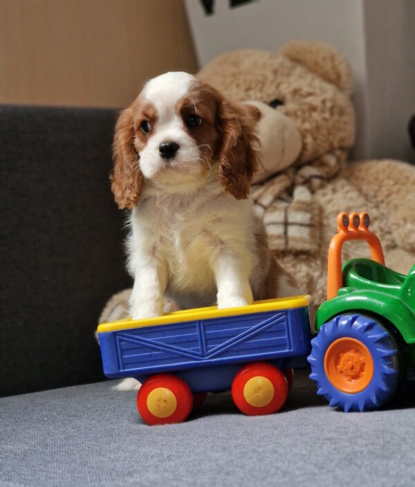Shane Cavalier King Charles Spaniel Shane Cavalier King Charles Spaniel